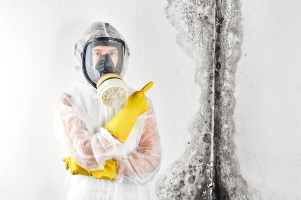 Best Mold Removal for HVAC Installations in Cedar Creek, TX